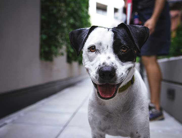 Preventive Care for Dogs