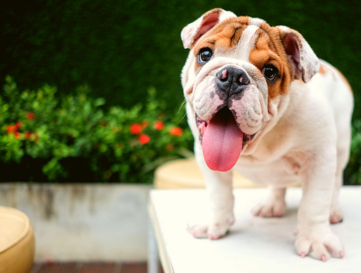 Dog CFD test at $City veterinary hospital